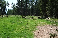 Waldweg kurz vor Erreichen der Moschwaldalm
